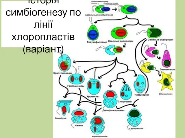 Історія симбіогенезу по лінії хлоропластів (варіант)
