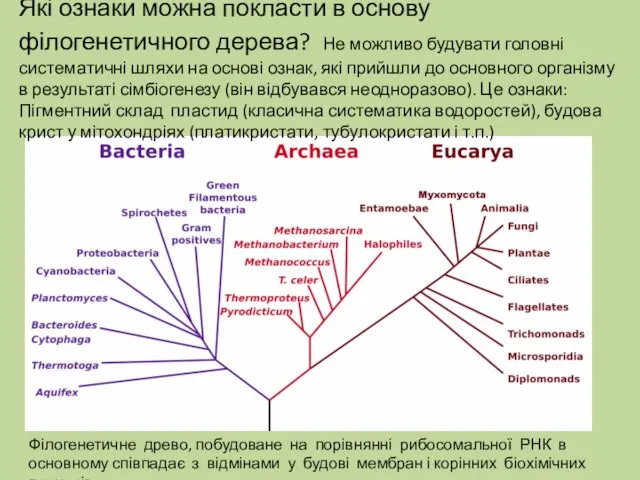 Філогенетичне древо, побудоване на порівнянні рибосомальної РНК в основному співпадає з відмінами