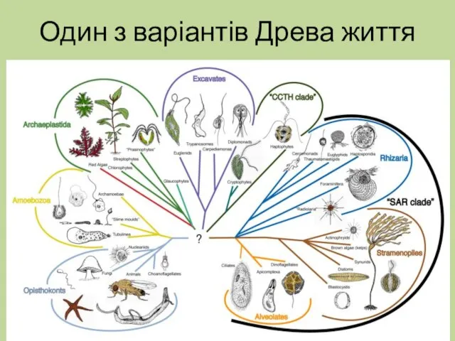 Один з варіантів Древа життя