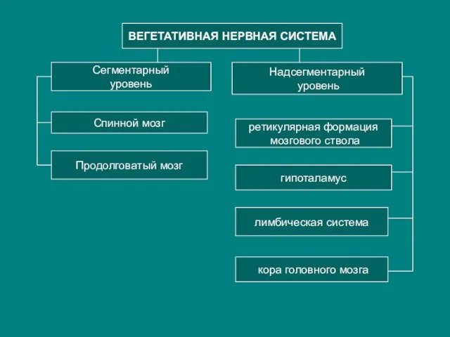 ВЕГЕТАТИВНАЯ НЕРВНАЯ СИСТЕМА Сегментарный уровень Надсегментарный уровень Спинной мозг Продолговатый мозг ретикулярная