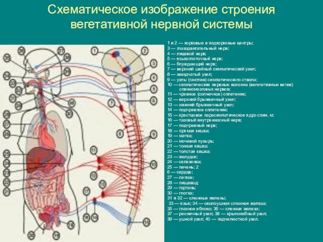 Схематическое изображение строения вегетативной нервной системы 1 и 2 — корковые и