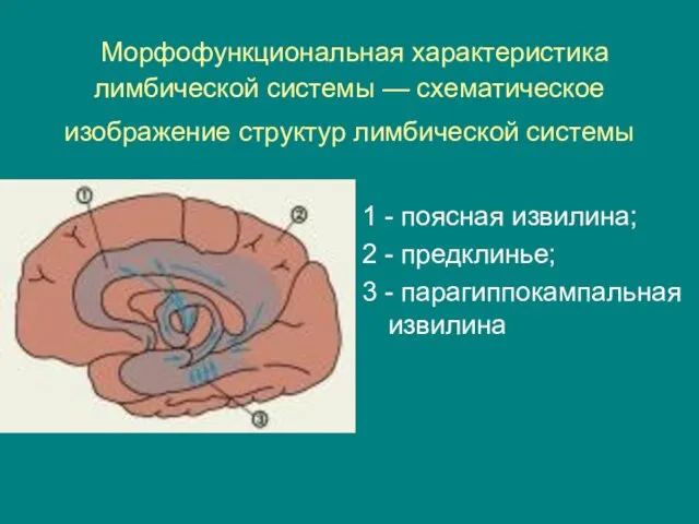 Морфофункциональная характеристика лимбической системы — схематическое изображение структур лимбической системы 1 -