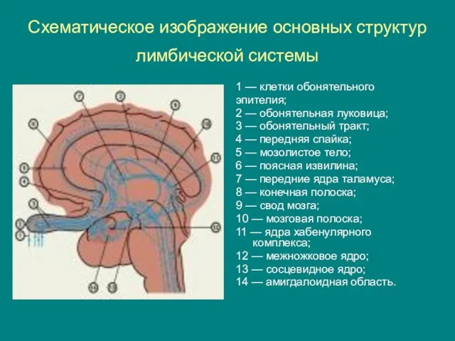 Схематическое изображение основных структур лимбической системы 1 — клетки обонятельного эпителия; 2