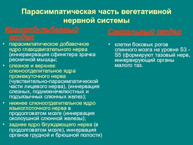 Парасимпатическая часть вегетативной нервной системы Краниобульбарный отдел парасимпатическое добавочное ядро глазодвигательного нерва