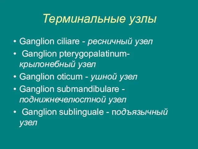 Терминальные узлы Ganglion ciliare - ресничный узел Ganglion pterygopalatinum- крылонебный узел Ganglion