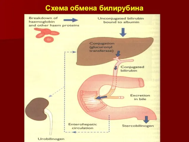 Схема обмена билирубина