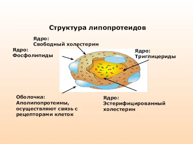 Ядро: Свободный холестерин Ядро: Фосфолипиды Ядро: Триглицериды Ядро: Эстерифицированный холестерин Оболочка: Аполипопротеины,