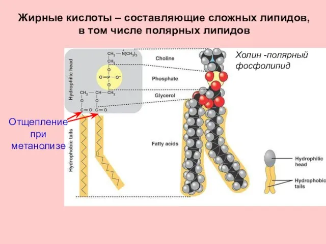 Холин -полярный фосфолипид Отщепление при метанолизе Жирные кислоты – составляющие сложных липидов,