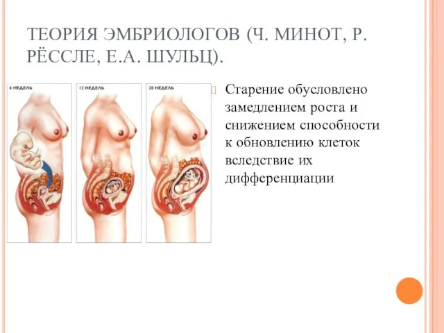 ТЕОРИЯ ЭМБРИОЛОГОВ (Ч. МИНОТ, Р. РЁССЛЕ, Е.А. ШУЛЬЦ). Старение обусловлено замедлением роста