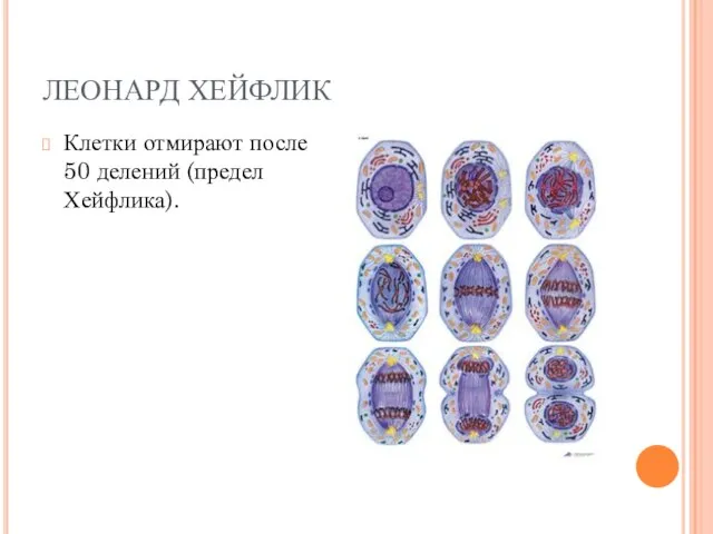 ЛЕОНАРД ХЕЙФЛИК Клетки отмирают после 50 делений (предел Хейфлика).