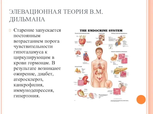 ЭЛЕВАЦИОННАЯ ТЕОРИЯ В.М. ДИЛЬМАНА Старение запускается постоянным возрастанием порога чувствительности гипоталамуса к