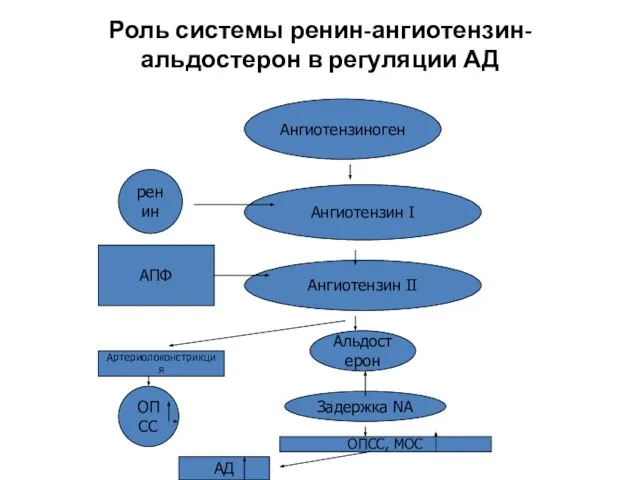 Роль системы ренин-ангиотензин-альдостерон в регуляции АД Ангиотензиноген ренин Ангиотензин I АПФ Ангиотензин