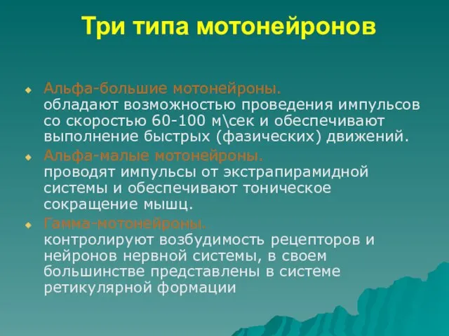 Три типа мотонейронов Альфа-большие мотонейроны. обладают возможностью проведения импульсов со скоростью 60-100