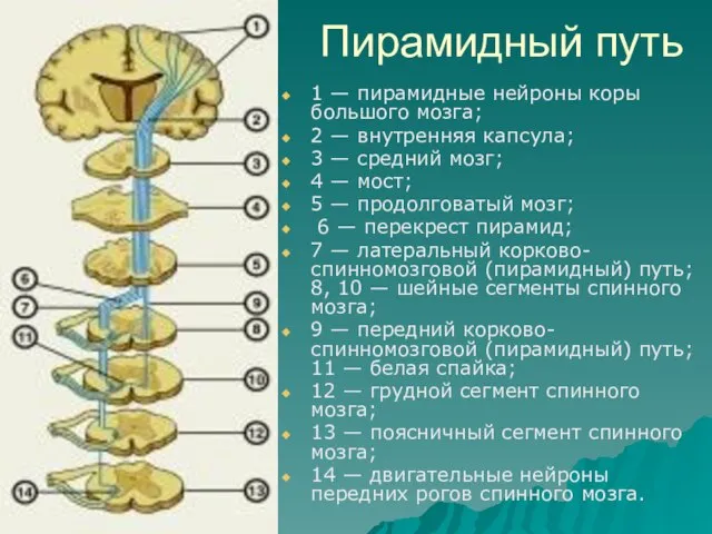 Пирамидный путь 1 — пирамидные нейроны коры большого мозга; 2 — внутренняя