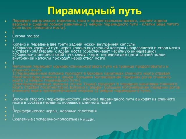 Пирамидный путь Передняя центральная извилина, пара и прецентральные дольки, задние отделы верхней