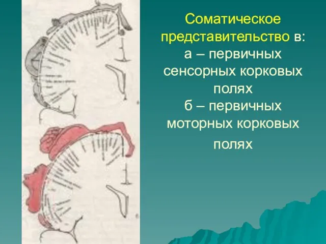 Соматическое представительство в: а – первичных сенсорных корковых полях б – первичных моторных корковых полях