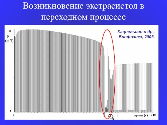 Возникновение экстрасистол в переходном процессе Кацнельсон и др., Биофизика, 2006