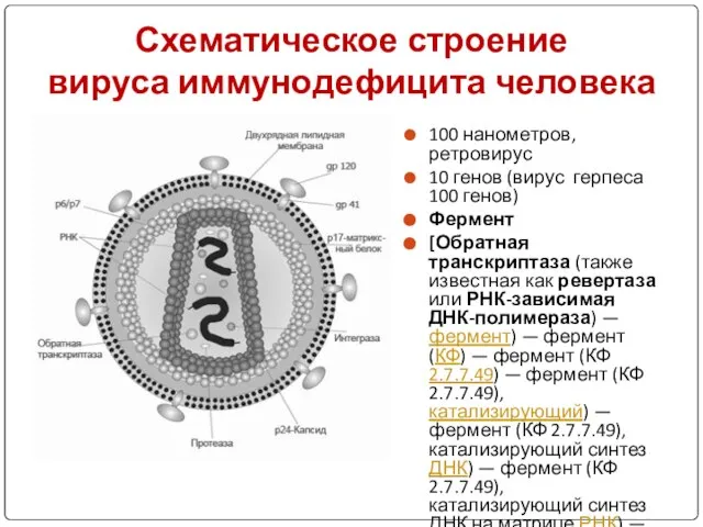 Схематическое строение вируса иммунодефицита человека 100 нанометров, ретровирус 10 генов (вирус герпеса