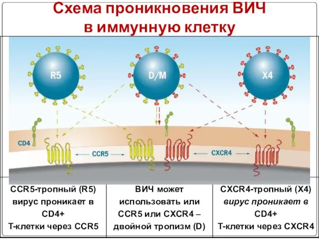 Схема проникновения ВИЧ в иммунную клетку