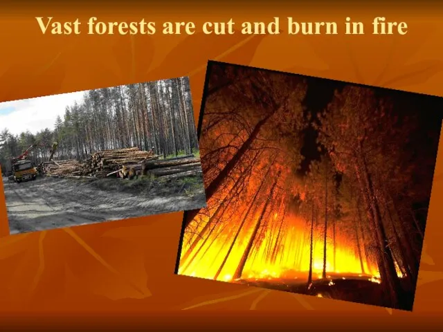 Vast forests are cut and burn in fire
