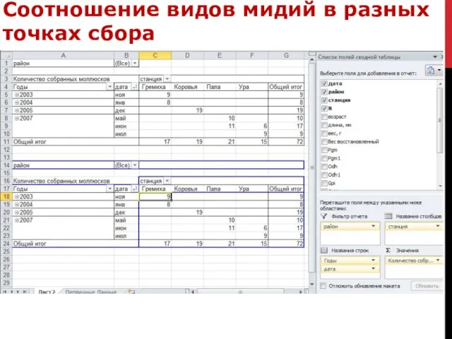 Соотношение видов мидий в разных точках сбора