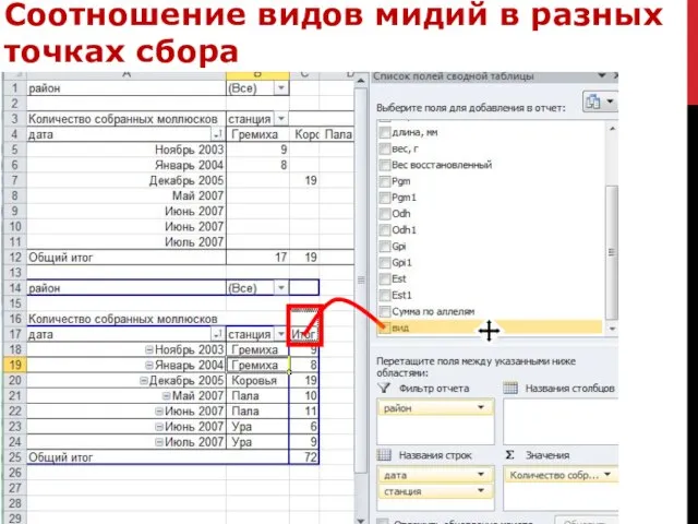 Соотношение видов мидий в разных точках сбора