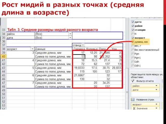 Рост мидий в разных точках (средняя длина в возрасте)