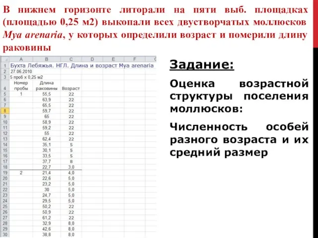 В нижнем горизонте литорали на пяти выб. площадках (площадью 0,25 м2) выкопали