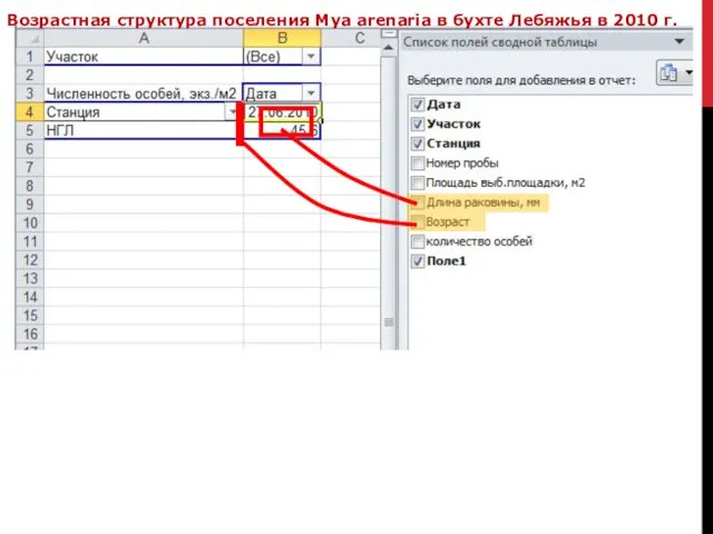 Возрастная структура поселения Mya arenaria в бухте Лебяжья в 2010 г.