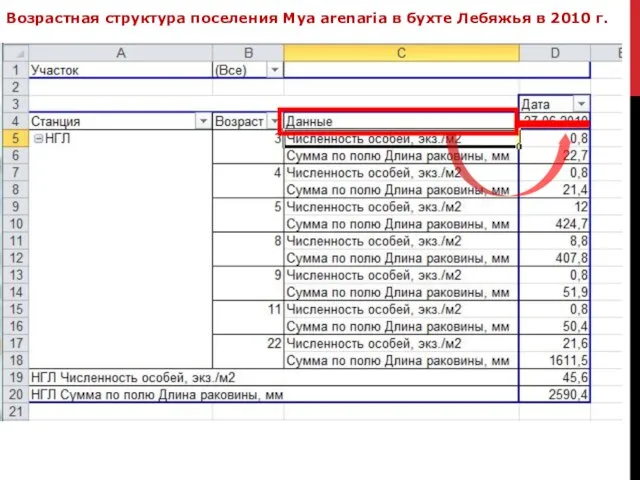 Возрастная структура поселения Mya arenaria в бухте Лебяжья в 2010 г.