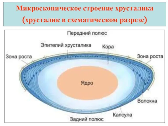 Микроскопическое строение хрусталика (хрусталик в схематическом разрезе)