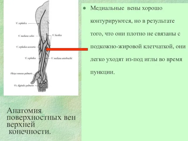 Анатомия поверхностных вен верхней конечности. Медиальные вены хорошо контурируются, но в результате