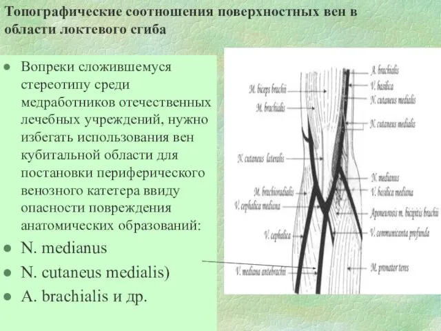 Топографические соотношения поверхностных вен в области локтевого сгиба Вопреки сложившемуся стереотипу среди