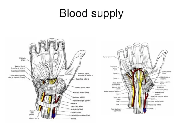 Blood supply