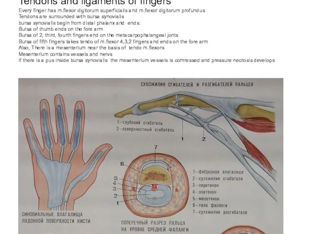 Tendons and ligaments of fingers Every finger has m.flexor digitorum superficialis and