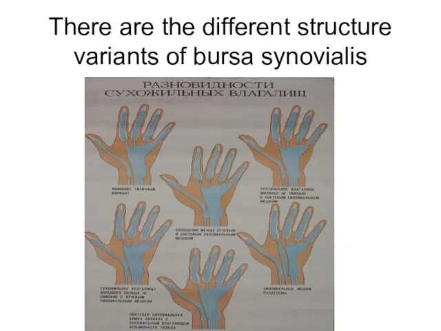 There are the different structure variants of bursa synovialis