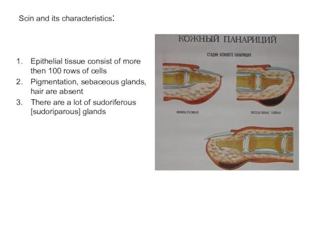 Scin and its characteristics: Epithelial tissue consist of more then 100 rows