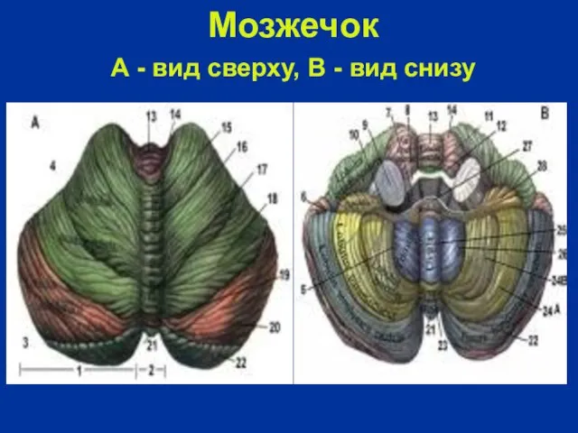 Мозжечок А - вид сверху, В - вид снизу