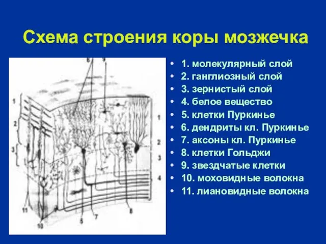 Схема строения коры мозжечка 1. молекулярный слой 2. ганглиозный слой 3. зернистый