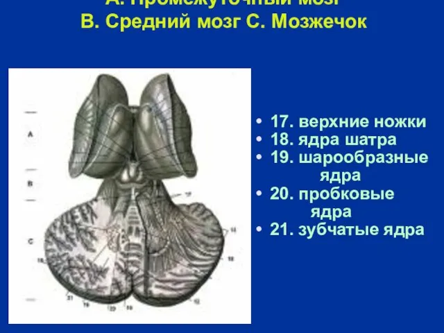 A. Промежуточный мозг B. Средний мозг C. Мозжечок 17. верхние ножки 18.