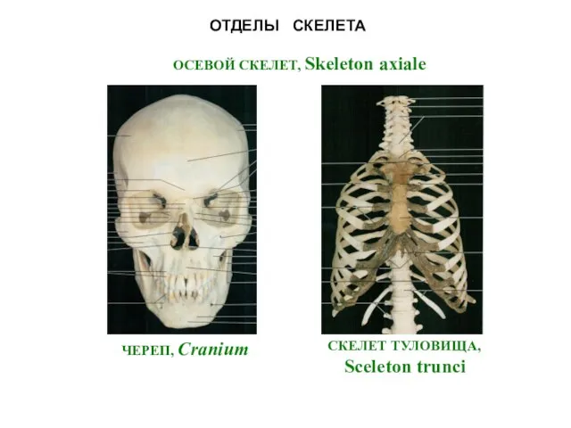 ОТДЕЛЫ СКЕЛЕТА ОСЕВОЙ СКЕЛЕТ, Skeleton axiale ЧЕРЕП, Cranium СКЕЛЕТ ТУЛОВИЩА, Sceleton trunci