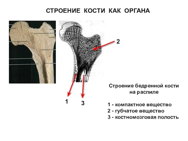 СТРОЕНИЕ КОСТИ КАК ОРГАНА Строение бедренной кости на распиле 1 - компактное