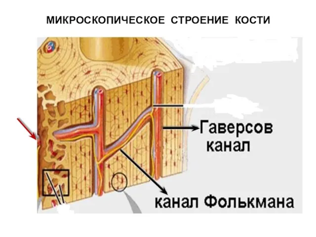 МИКРОСКОПИЧЕСКОЕ СТРОЕНИЕ КОСТИ