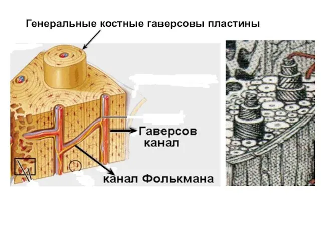 Генеральные костные гаверсовы пластины