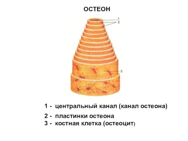 ОСТЕОН 1 - центральный канал (канал остеона) 2 - пластинки остеона 3 - костная клетка (остеоцит)