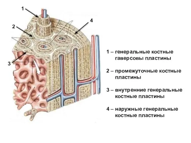 1 2 3 4 1 – генеральные костные гаверсовы пластины 2 –