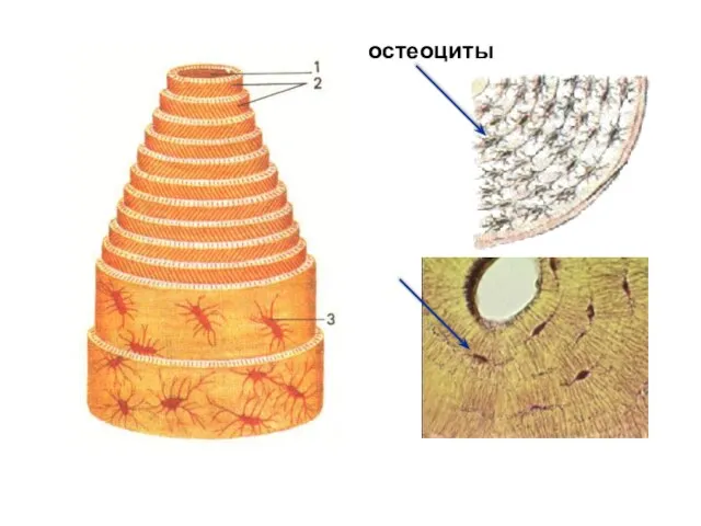 остеоциты