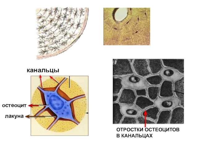 ОТРОСТКИ ОСТЕОЦИТОВ В КАНАЛЬЦАХ лакуна канальцы остеоцит