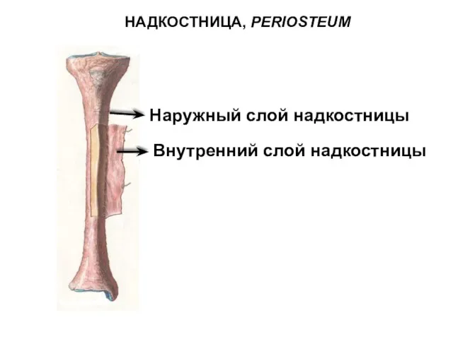 НАДКОСТНИЦА, PERIOSTEUM Наружный слой надкостницы Внутренний слой надкостницы