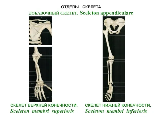 ОТДЕЛЫ СКЕЛЕТА ДОБАВОЧНЫЙ СКЕЛЕТ, Sceleton appendiculare СКЕЛЕТ ВЕРХНЕЙ КОНЕЧНОСТИ, Sceleton membri superioris